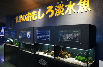 The world freshwater fish area