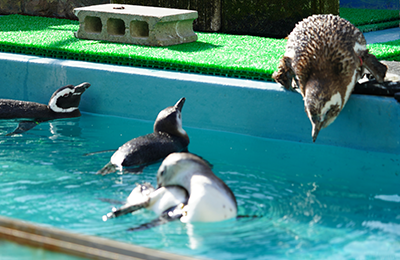 Penguin main pool
